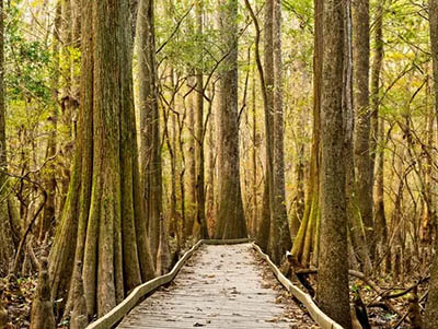 Boardwalk trail through forest in Congaree National Park