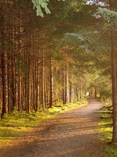 Campground entry path in Glacier Bay National Park and Preserve