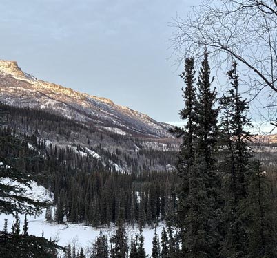 Mountain landscape with trees near treeline in Kobuk Valley National Park